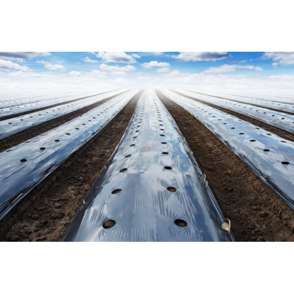 Màng và cán màng